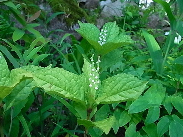 f0341616_5594117.jpg