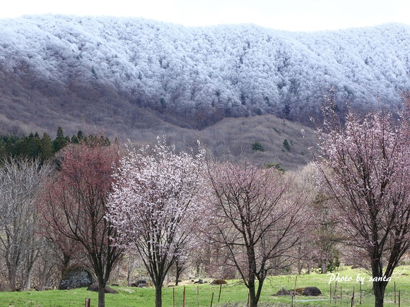 東北桜紀行---西蔵王・山形編---_c0201929_7452329.jpg