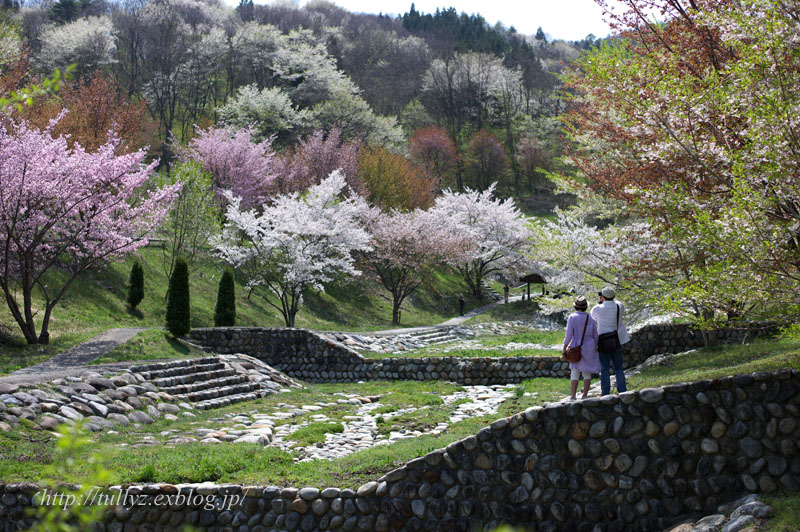 陸郷の桜（５）_d0108132_2041991.jpg