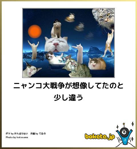 ボケて Bokete 猫 まとめ 最新 ボケて Bokete 猫 まとめ 最新