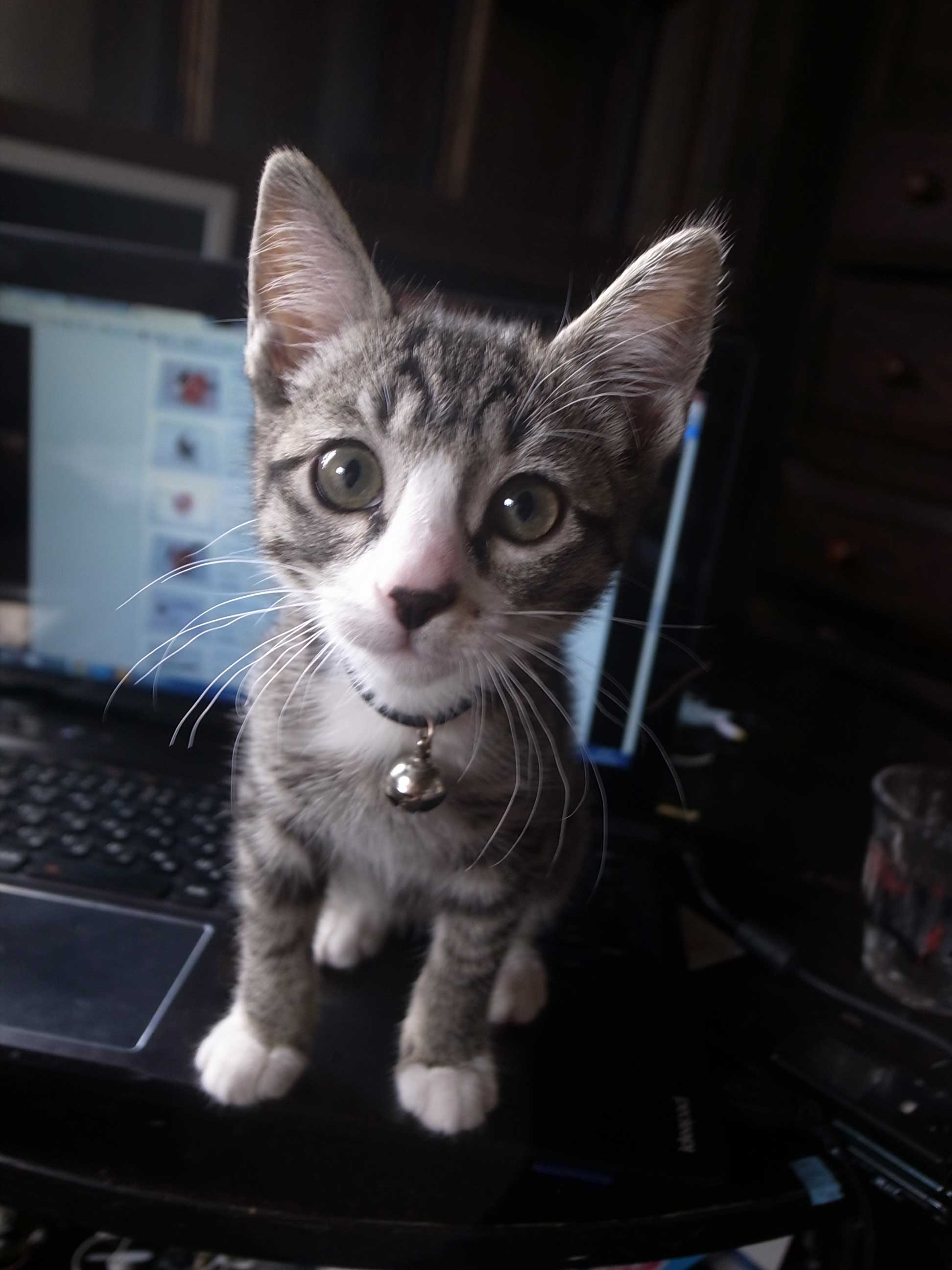 猫オンザPC_d0067943_8281543.jpg