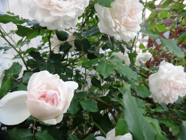 GW続きと5月の楽しみ_e0195743_13173348.jpg