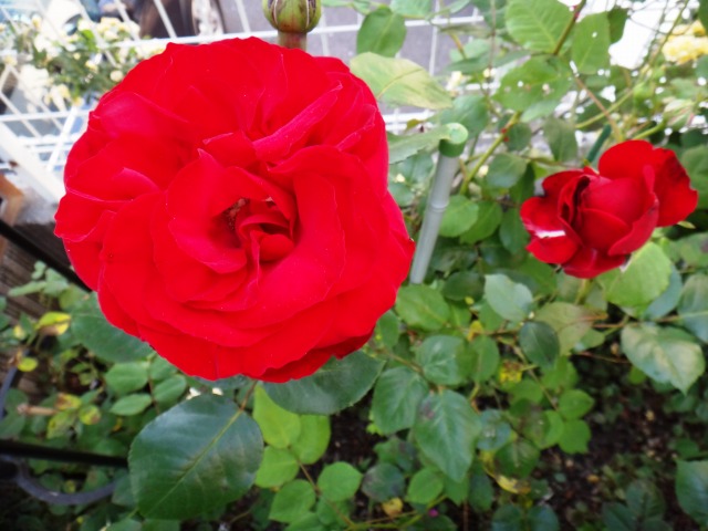GW続きと5月の楽しみ_e0195743_13181299.jpg