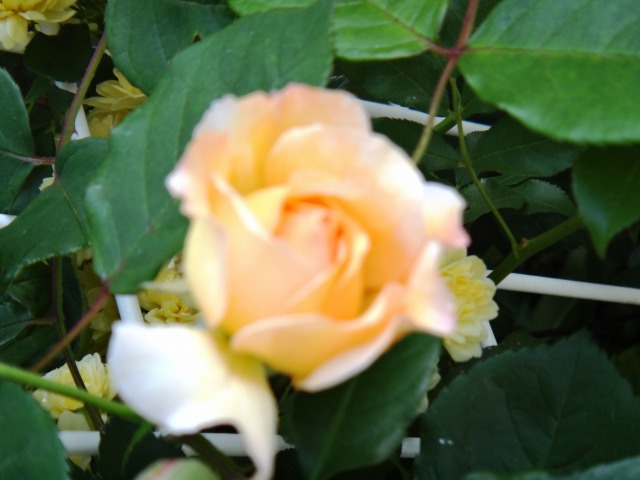 GW続きと5月の楽しみ_e0195743_13183692.jpg