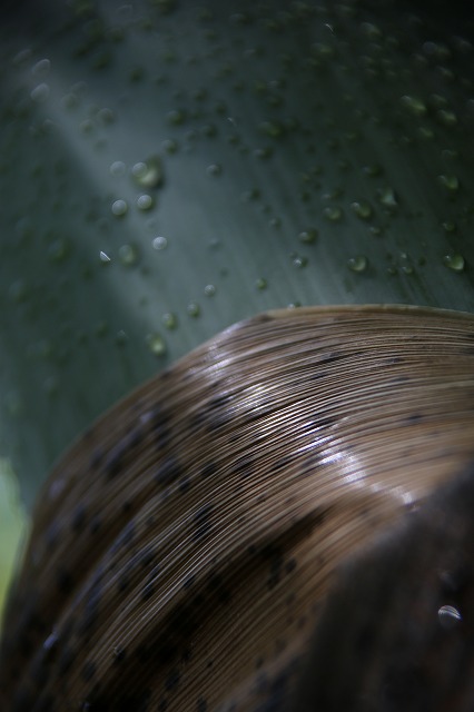 雨上がりの竹林_f0288049_8161215.jpg