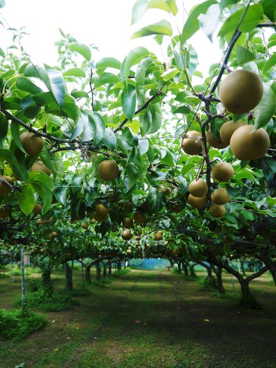熊本梨 岩永農園 匠の摘果作業!その2「数じゃなかとたい!美味か梨ば育てにゃんとたい!!」_a0254656_1713982.jpg