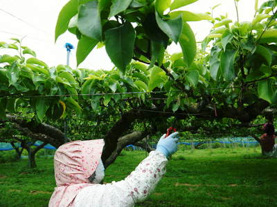 熊本梨 岩永農園 匠の摘果作業!その2「数じゃなかとたい!美味か梨ば育てにゃんとたい!!」_a0254656_17444545.jpg