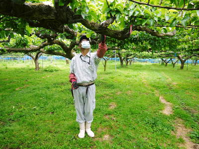 熊本梨 岩永農園 匠の摘果作業!その2「数じゃなかとたい!美味か梨ば育てにゃんとたい!!」_a0254656_1774897.jpg