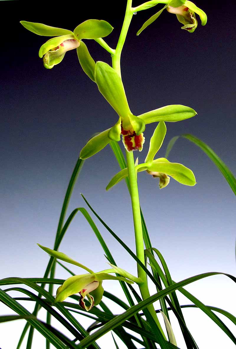 中国蘭一茎九華「申頂」　　　　　　　　　　　　　　　　Ｎｏ．１３９９_d0103457_22582740.jpg
