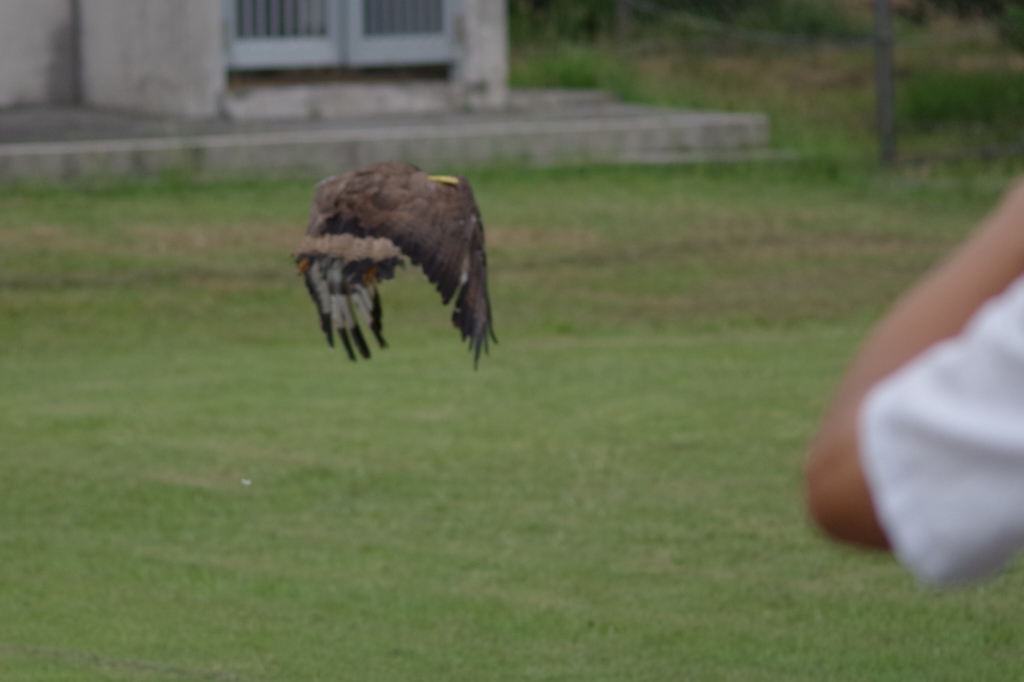 カンムリワシ放鳥_d0155763_1995655.jpg