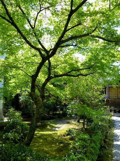 春の京都ひとり旅(十一)　法金剛院_d0084473_20384330.jpg