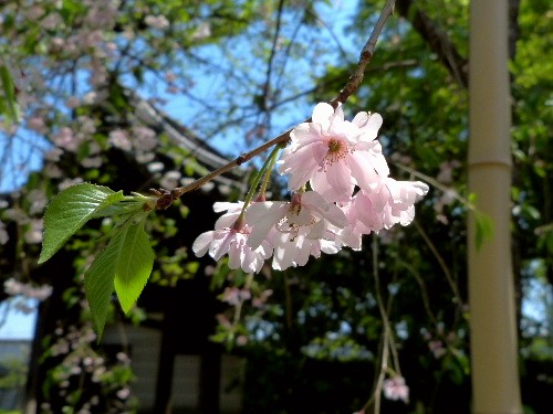 春の京都ひとり旅(十一)　法金剛院_d0084473_20385140.jpg