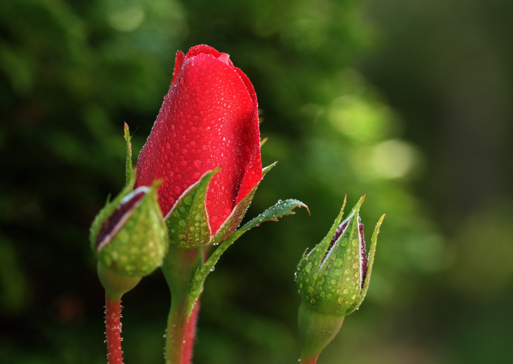 薔薇の露、、、_b0093678_20593046.jpg