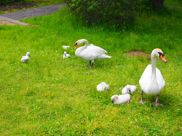 手賀沼に棲む水鳥たち 8_e0200879_15111394.jpg