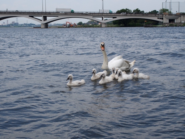 手賀沼に棲む水鳥たち ８_e0200879_15114991.jpg