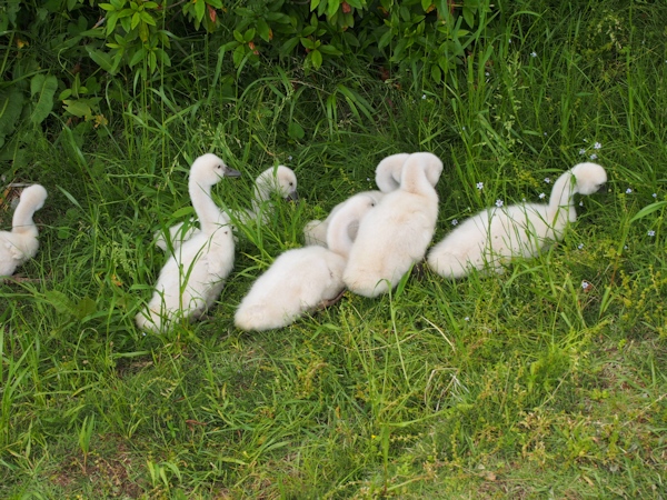 手賀沼に棲む水鳥たち 8_e0200879_15124810.jpg