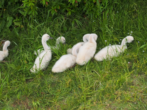 手賀沼に棲む水鳥たち ８_e0200879_15124810.jpg