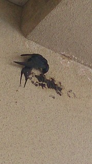 a0146388_12583990.jpg