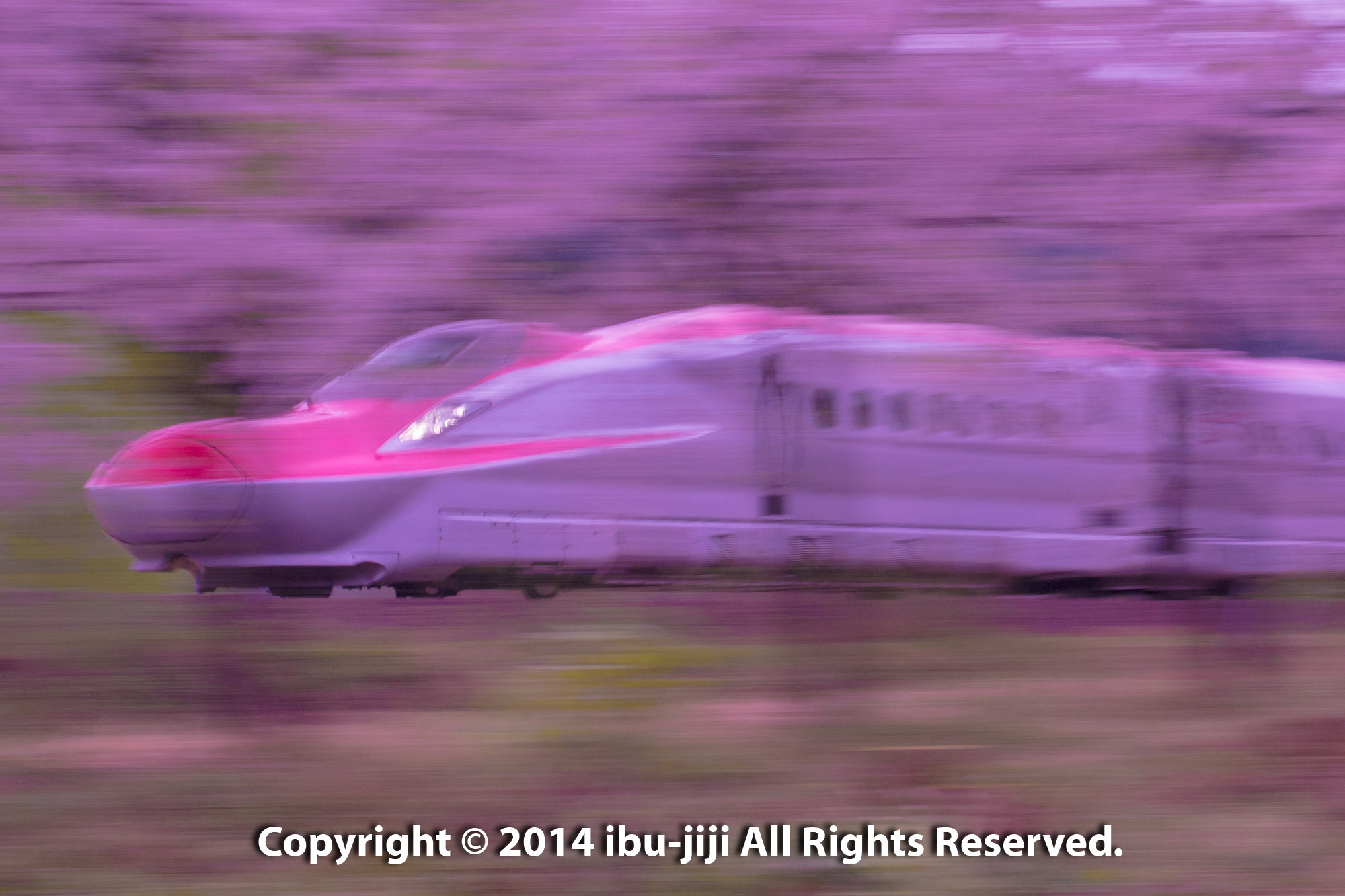 E6系秋田新幹線こまち 我が街で撮影できた桜コラボ Ibuじいフォトルーム E6系秋田新幹線こまち 我が街で撮影できた桜コラボ Ibuじいフォトルーム