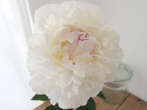 芍薬と 牡丹と 盛りだくさん♪_d0249193_12413312.jpg