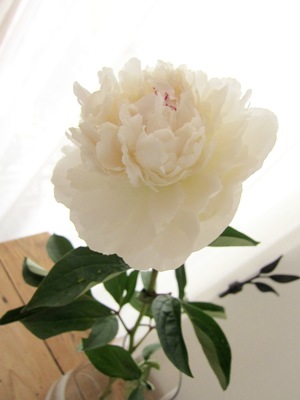 芍薬と 牡丹と 盛りだくさん♪_d0249193_12432612.jpg