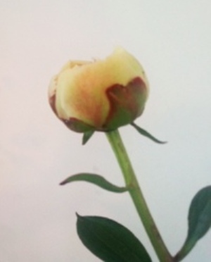 芍薬と 牡丹と 盛りだくさん♪_d0249193_12464571.jpg