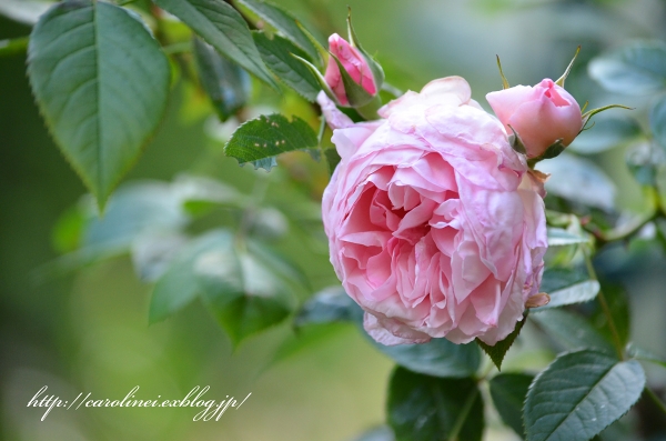 薔薇の香りの庭　　My garden is fragrant with the smell of roses_d0025294_23133798.jpg
