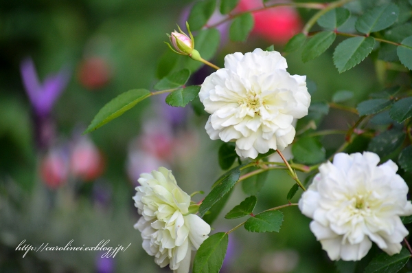 薔薇の香りの庭　　My garden is fragrant with the smell of roses_d0025294_23135719.jpg
