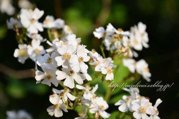 薔薇の香りの庭　　My garden is fragrant with the smell of roses_d0025294_23144068.jpg