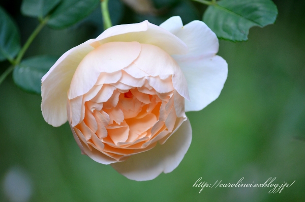薔薇の香りの庭　　My garden is fragrant with the smell of roses_d0025294_23145553.jpg