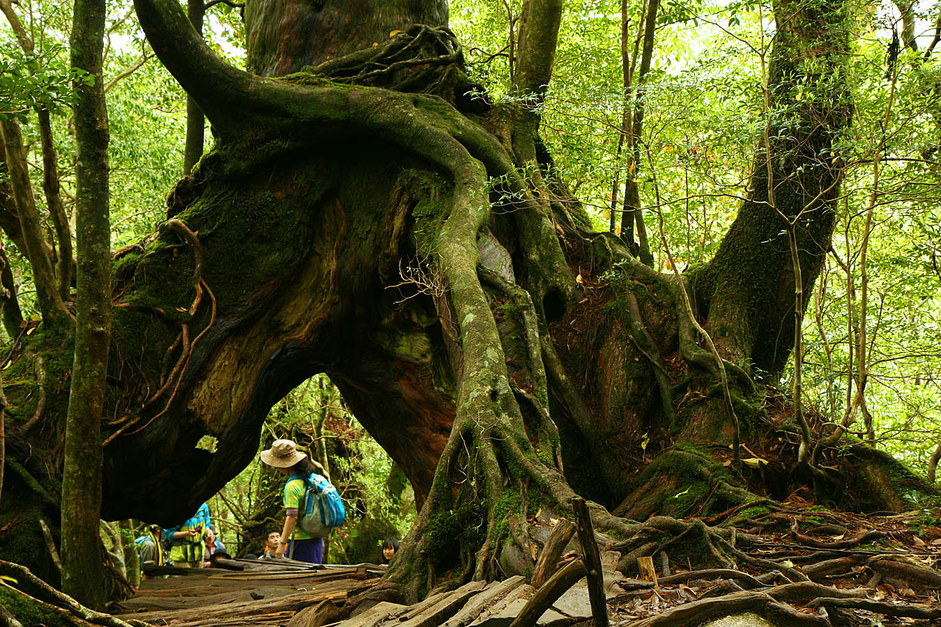 ヴァカンス2014 屋久島レポ Vol.05 【DAY3 屋久島の垂直分布】_c0025895_045792.jpg