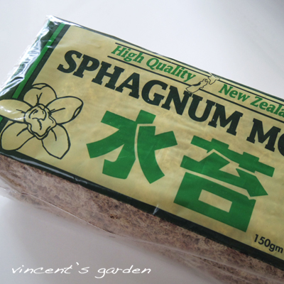 コウモリランを水苔を使って鉢仕立てに ぶいくんの庭