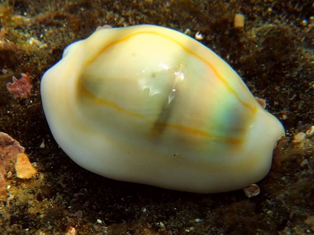 d0175710_22365526.jpg