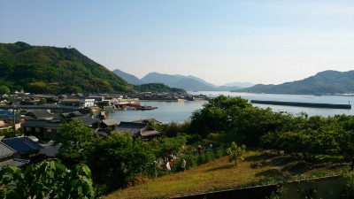 因島・重井西港の除虫菊畑_b0146414_7361510.jpg