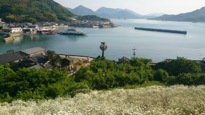 因島・重井西港の除虫菊畑_b0146414_7495470.jpg