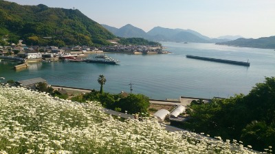 因島・重井西港の除虫菊畑_b0146414_862230.jpg