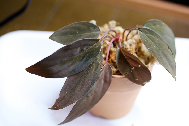 超特価セール開催！！ Homalomena insignis  その他観葉植物