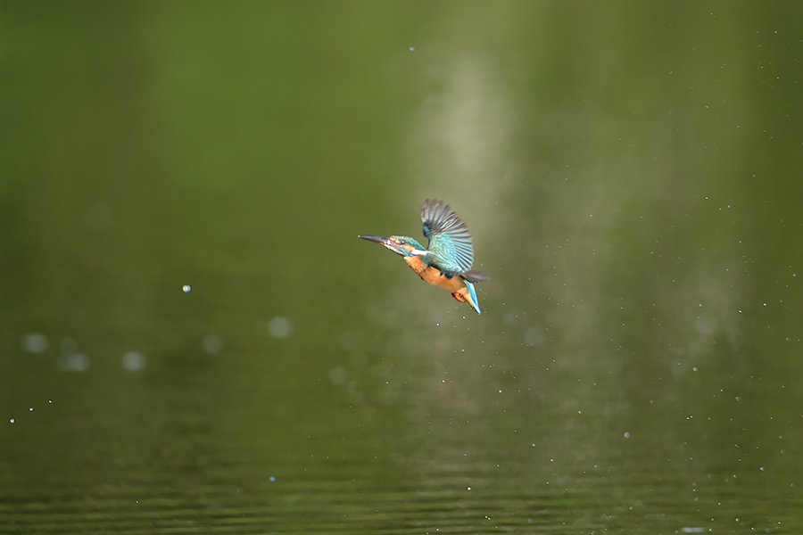 140517 ピラ池水物など_c0278820_17311816.jpg