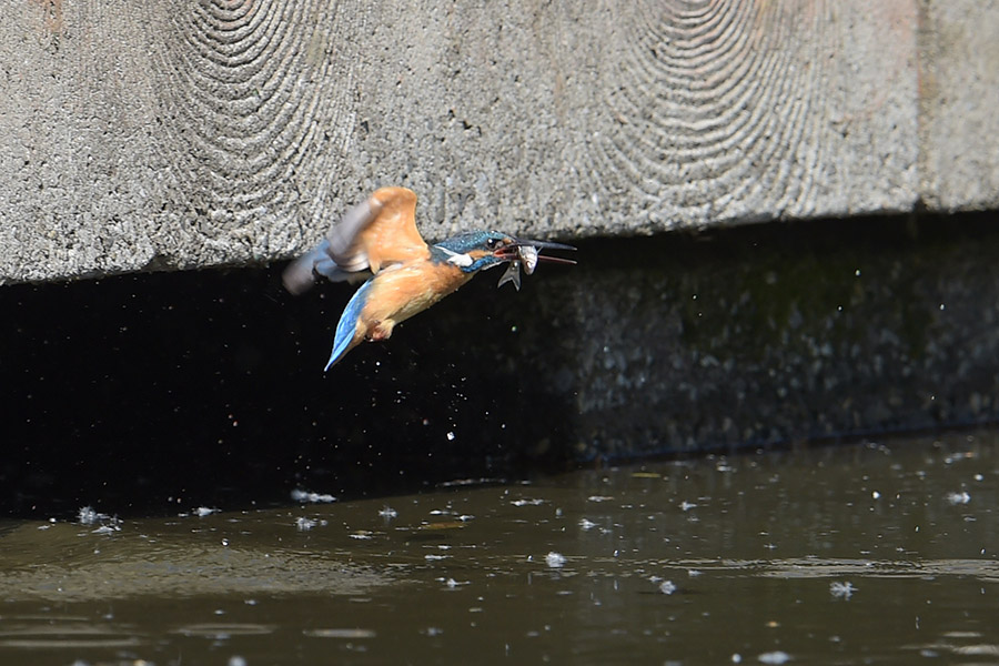 140517 ピラ池水物など_c0278820_18124114.jpg