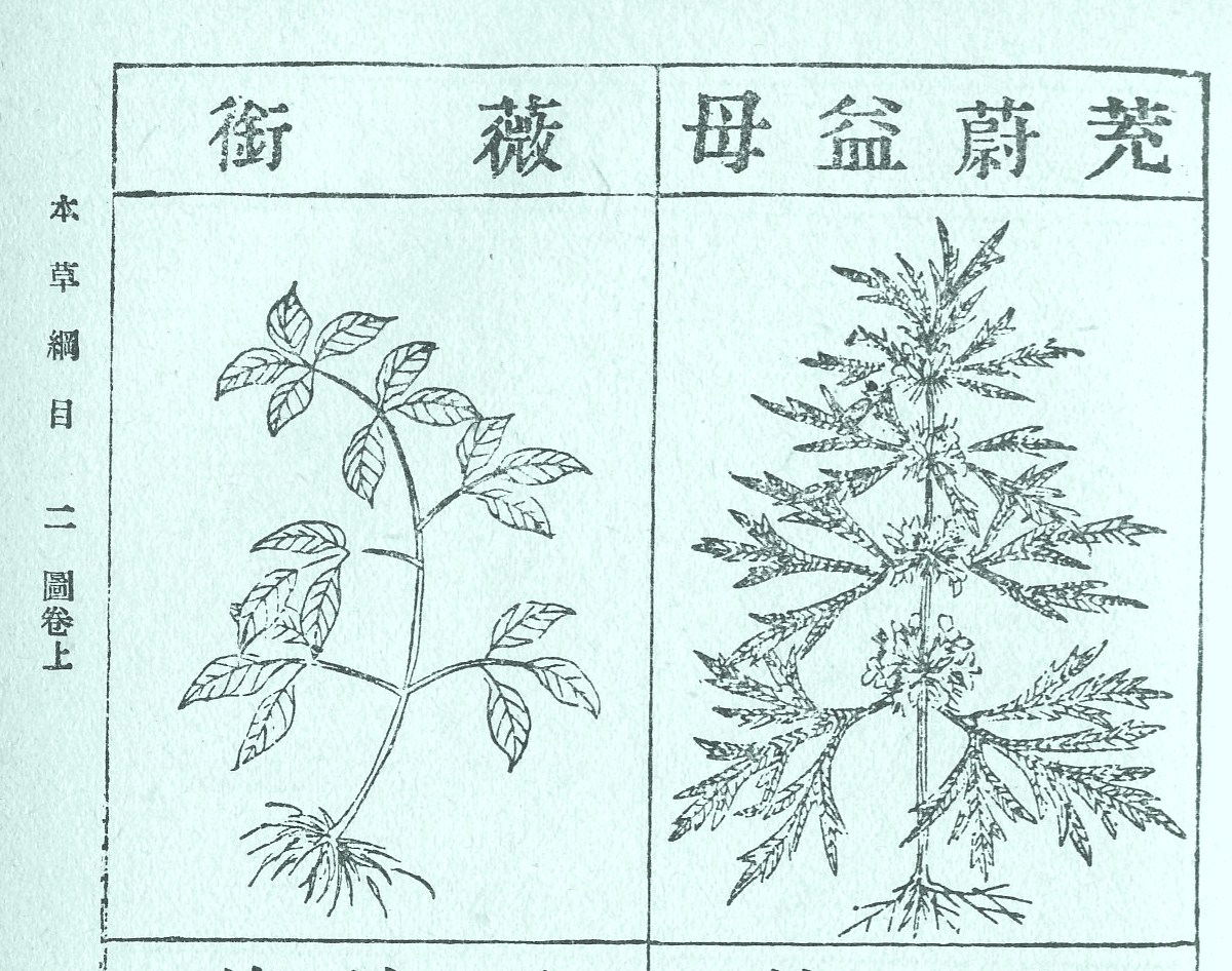 ドラマの中の植物誌 トンイ 益母草 やくもそう 御香屋１４代あれこれ