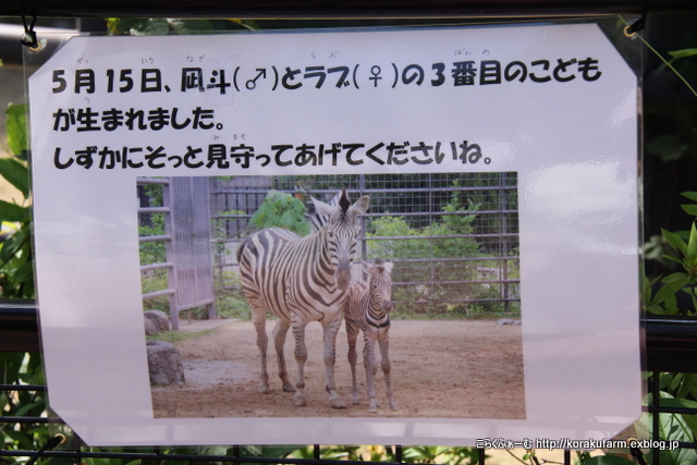 チャッピーに妹ができました 王子シマウマの赤ちゃん 生後３日目 その１ こらくふぁーむ