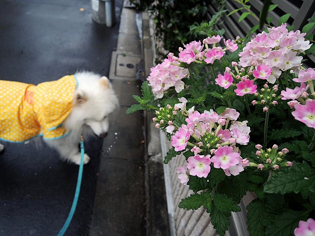 雨のち晴れ_c0062832_70345.jpg