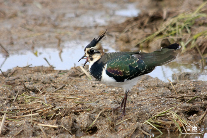 375 宍道湖西岸なぎさ公園 ~親父と鳥撮りその2~_c0211532_173235100.jpg