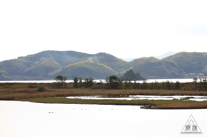376 米子水鳥公園 ~親父と鳥撮りその3~_c0211532_21522694.jpg