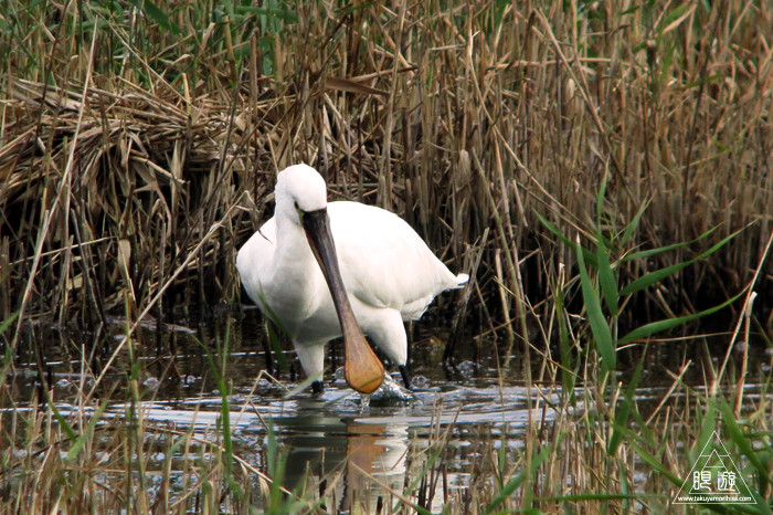 376 米子水鳥公園 ~親父と鳥撮りその3~_c0211532_21574325.jpg