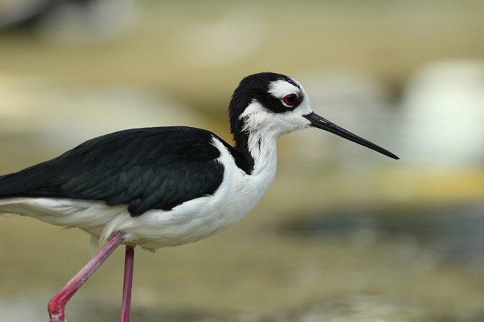 花鳥園（わたしのお気に入り）_f0327034_21555338.jpg