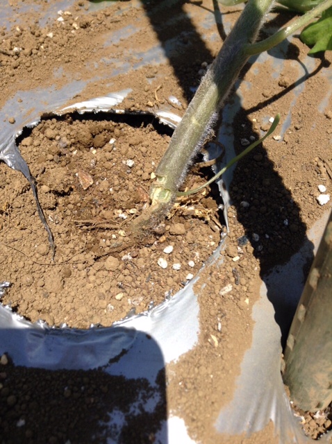 トマト定植してから１週間　トンネルを剥がし櫓を立てて行きます　２苗根切り虫にやられました_c0222448_16453294.jpg