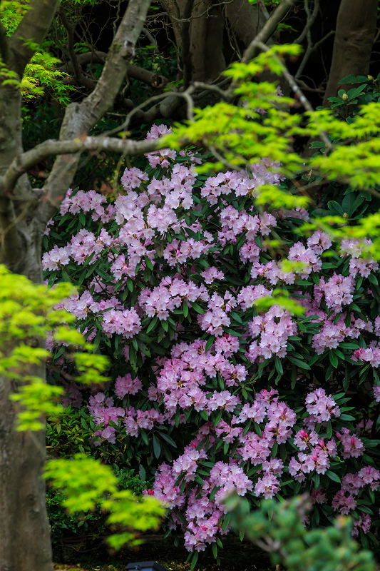 花海棠咲く雲龍院_f0155048_2350181.jpg