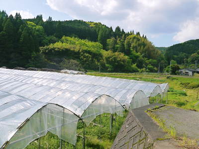 甘熟イチジク 今年も元気な新芽が芽吹いてきました!!_a0254656_16132340.jpg