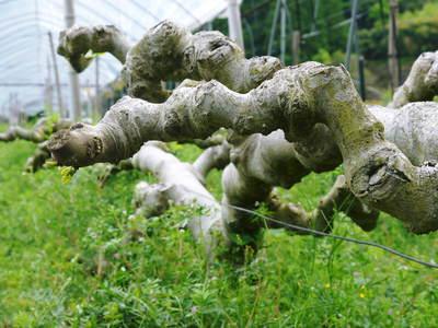 甘熟イチジク 今年も元気な新芽が芽吹いてきました!!_a0254656_16485891.jpg